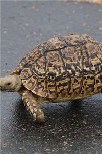 A Leopard Tortoise Reptile Journal