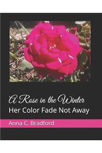 Rose in the Winter