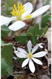 Bloodroot