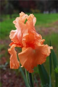 An Orange Peach Bearded Iris Flower Journal