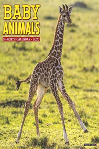 Baby Animals 2020 Wall Calendar