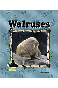 Walruses