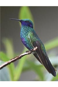 Hummingbird Composition Book
