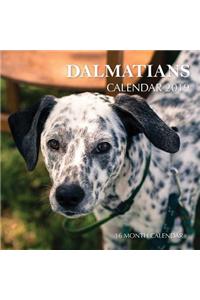 Dalmatians Calendar 2019
