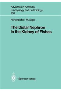 The Distal Nephron in the Kidney of Fishes