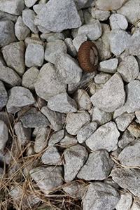 School Composition Book White Stones Rocks Ground