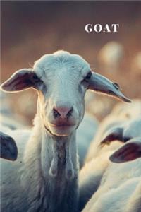 Goat