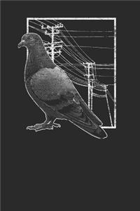 Pigeon With Electric Wire