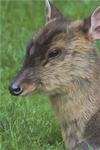 The Muntjac Journal