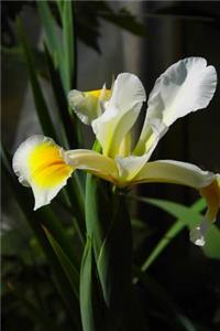 Iris Flower Journal