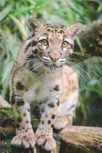 The Clouded Leopard Journal