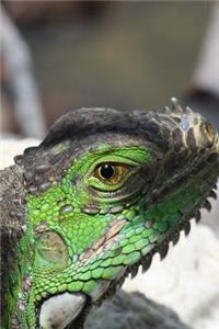 Green Iguana Looking Out Journal