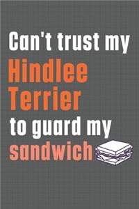 Can't trust my Hindlee Terrier to guard my sandwich