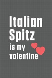 Italian Spitz is my valentine