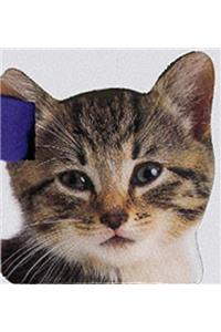 Buggy Book:  Kitten