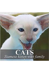 Cats - Siamese Kitten with Family 2017