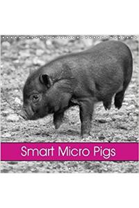 Smart Micro Pigs 2018