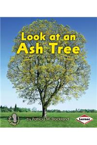 Look at an Ash Tree