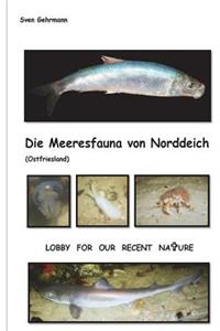 Meeresfauna von Norddeich