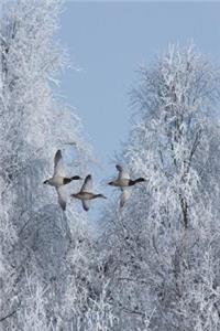Flock of Drake Mallard Ducks Flying Journal