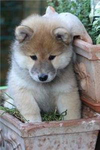 Cool Eurasier Dog Close Up Portrait Journal