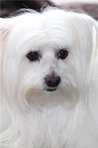 Soft and Silky White Maltese Puppy Dog Journal