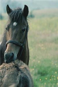 Journal Mare Foal Grooming Each Other Equine Horses