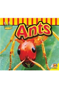 Ants