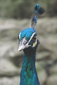 Pfau