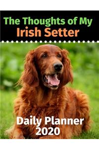 The Thoughts of My Irish Setter