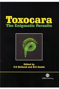 Toxocara