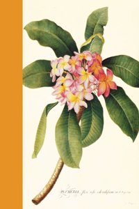 Journal : Plumeria