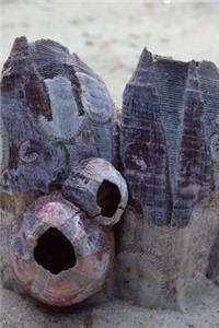 Barnacle Shells in the Sand Journal