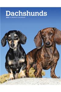 Dachshunds 2021 Engagement
