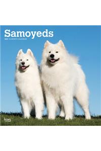 Samoyeds 2021 Square