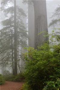 Sequoia Trees California Notebook