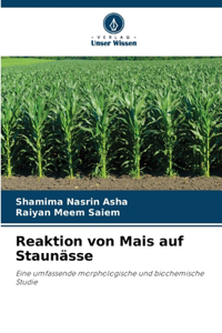 Reaktion von Mais auf Staunässe