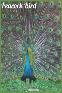 Peacock Bird 2021 Wall Calendar