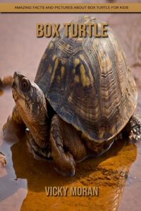 Box Turtle