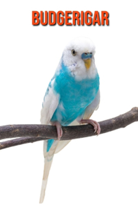 Budgerigar