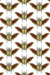 Beetles
