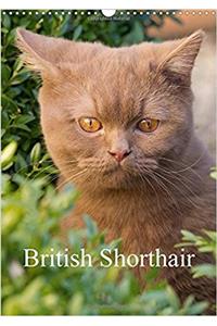 British Shorthair 2017