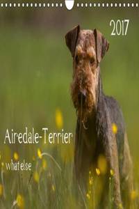 Airedale-Terrier What Else 2017