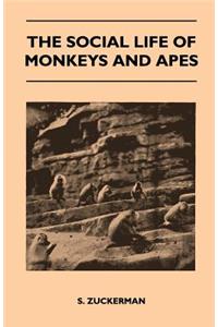 Social Life of Monkeys and Apes