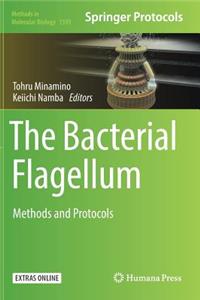 Bacterial Flagellum