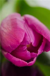 Springtime Pink Tulip Journal