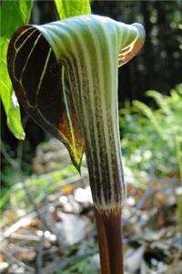 Jack-in-the-Pulpit Flower Journal