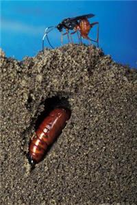 Insect Journal Wasp Lays Egg Earworm Pupal Tunnel Entomology