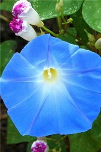 Beautiful Heavenly Blue Morning Glory Flower Journal