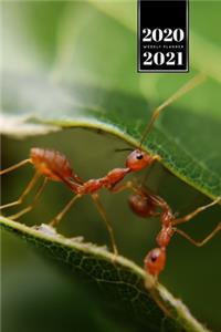 Ant Insect Myrmecology Week Planner Weekly Organizer Calendar 2020 / 2021 - Between the Leaves